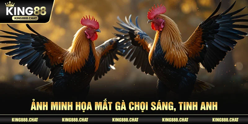 Ảnh minh họa mắt gà chọi sáng, tinh anh