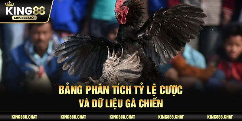 Bảng phân tích tỷ lệ cược và dữ liệu gà chiến