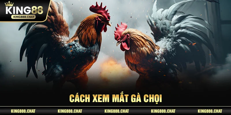 Cách xem mắt gà chọi