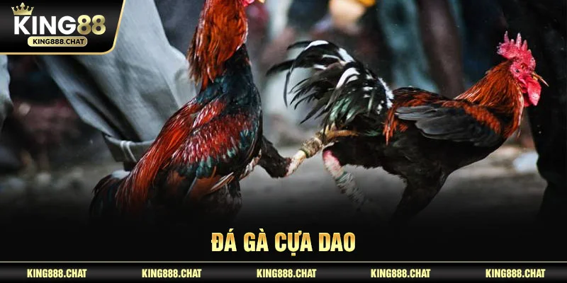 Đá gà cựa dao
