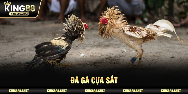 đá gà cựa sắt