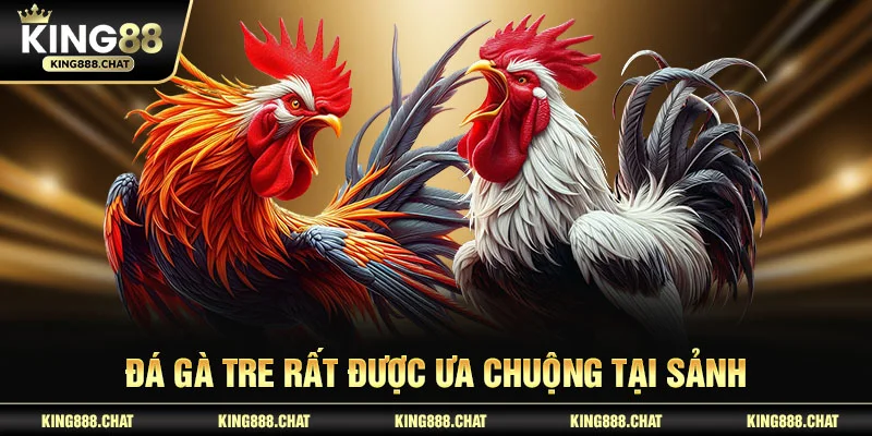 Đá gà tre rất được ưa chuộng tại sảnh