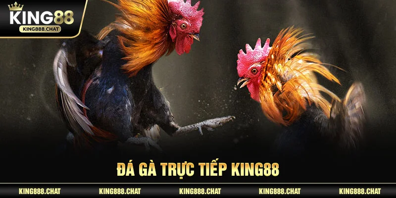 Đá gà trực tiếp KING88