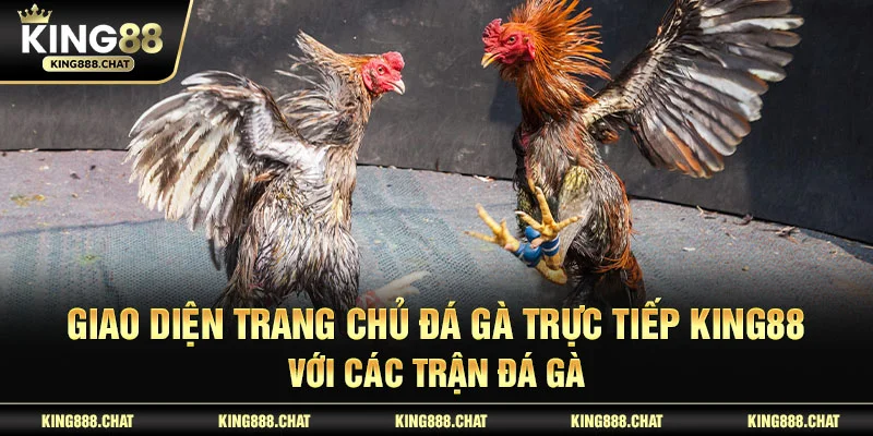Giao diện trang chủ đá gà trực tiếp KING88 với các trận đá gà