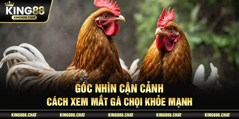 Góc nhìn cận cảnh cách xem mắt gà chọi khỏe mạnh