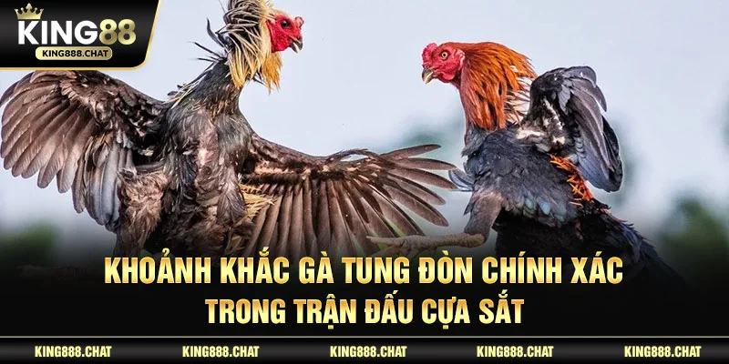 Khoảnh khắc gà tung đòn chính xác trong trận đấu cựa sắt