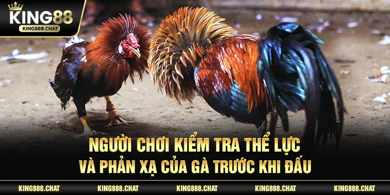 Người chơi kiểm tra thể lực và phản xạ của gà trước khi đấu