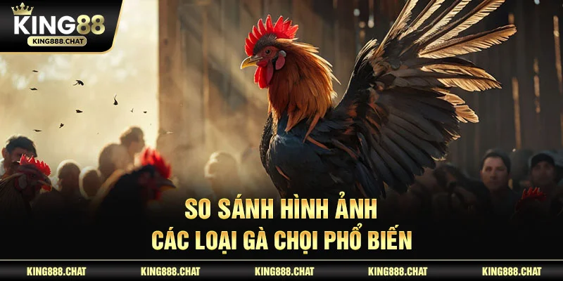 So sánh hình ảnh các loại gà chọi phổ biến
