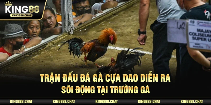 Trận đấu đá gà cựa dao diễn ra sôi động tại trường gà