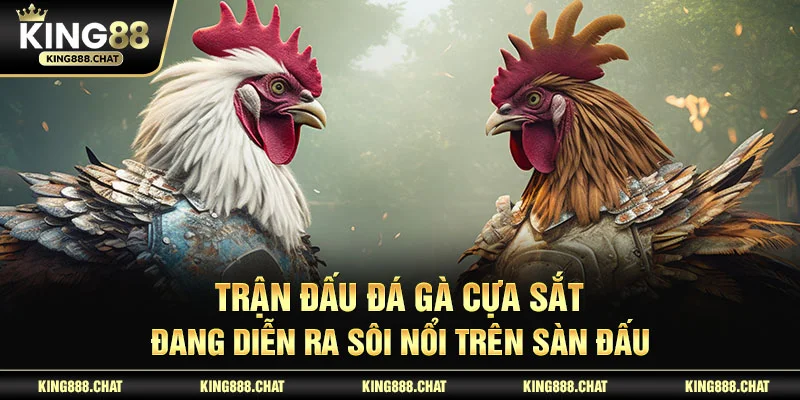 Trận đấu đá gà cựa sắt đang diễn ra sôi nổi trên sàn đấu